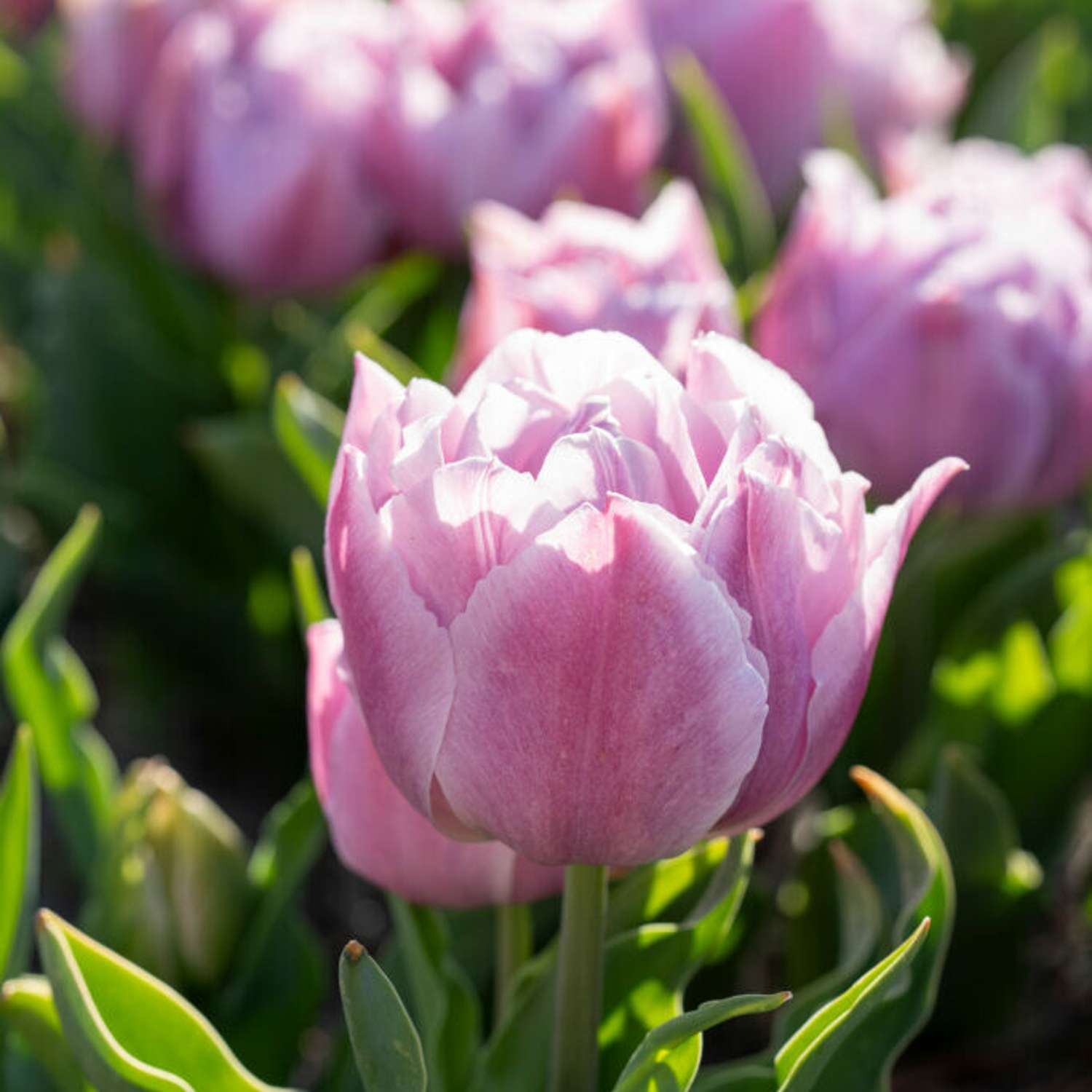 Tulpe 'Katinka'